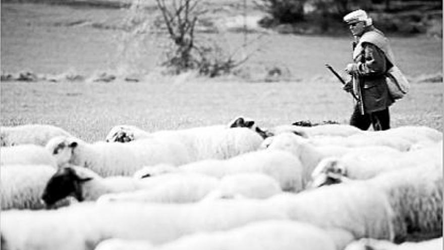 Un ramat d&#039;ovelles en un dels trams de la nova ruta ramadera que travessa el Berguedà central