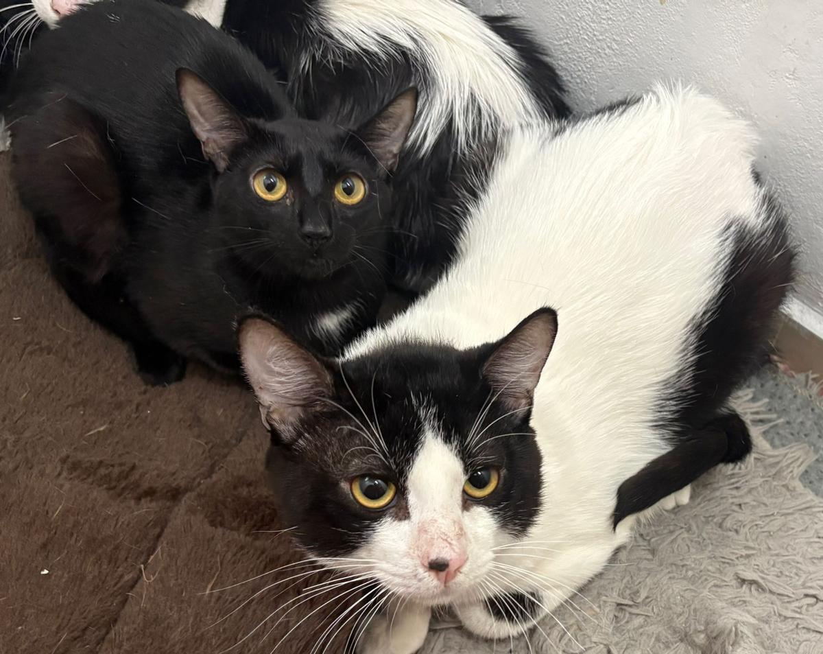 Algunos de los 23 gatos rescatados durante un desalojo en Vigo