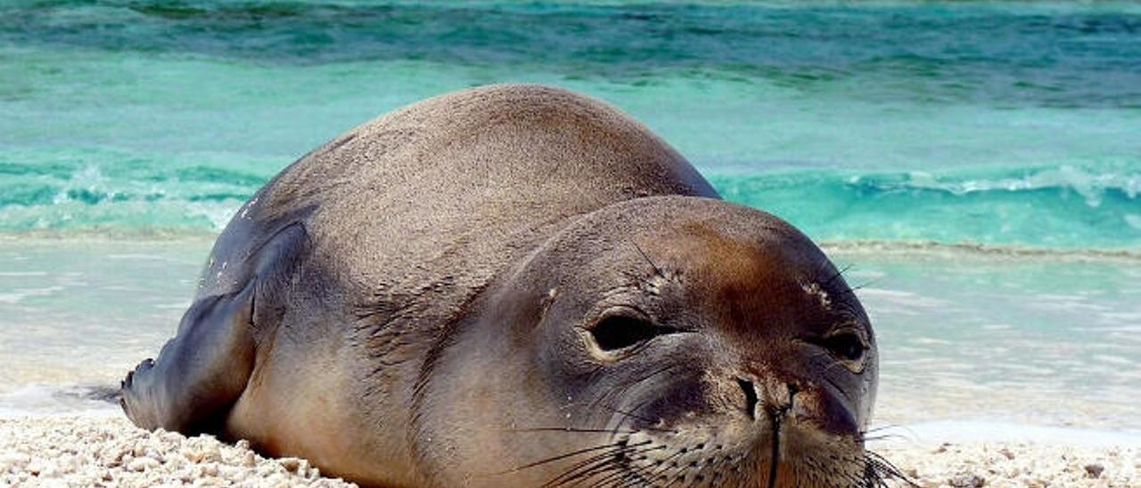 Las tres cofradías majoreras rechazan la reintroducción de la foca monje