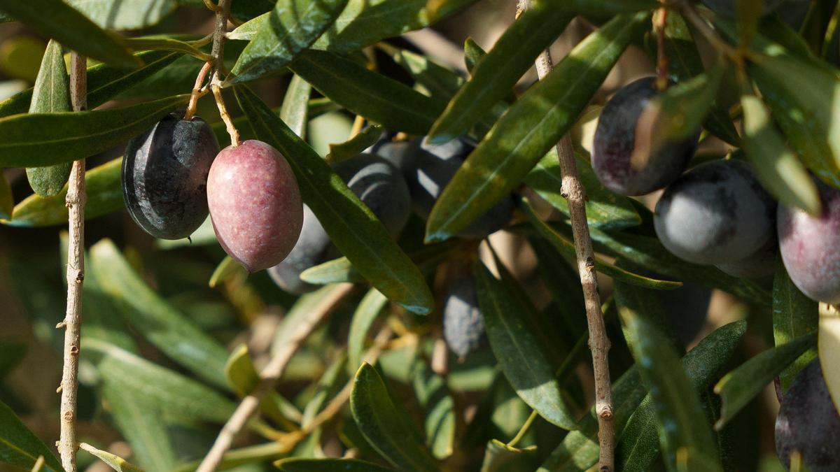 Imagen de aceitunas.