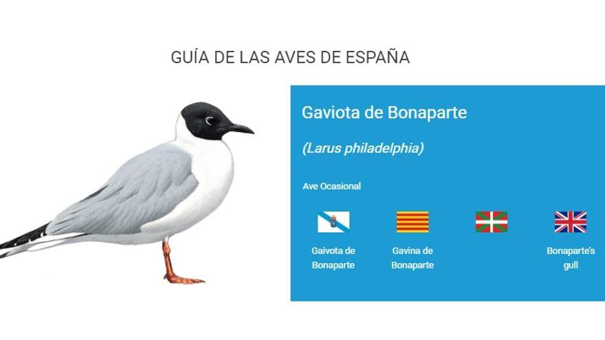 La gaviota de Bonaparte.