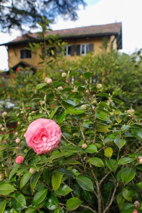 Camelias en el Botánico