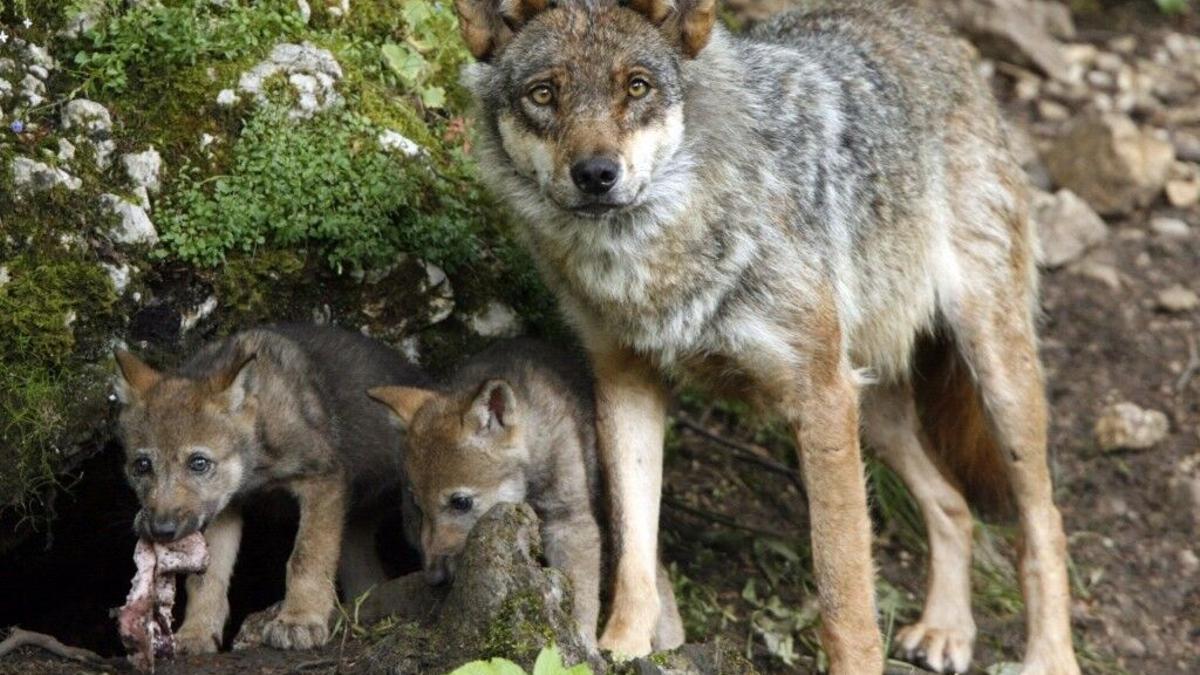 Ejemplar de lobo juntoa sus crías. 09/02/2021 Lobo ibérico. Lobos ECONOMIA ESPAÑA EUROPA CANTABRIA. CACHORROS. LOBEZNO. ANIMALES SALVAJES
