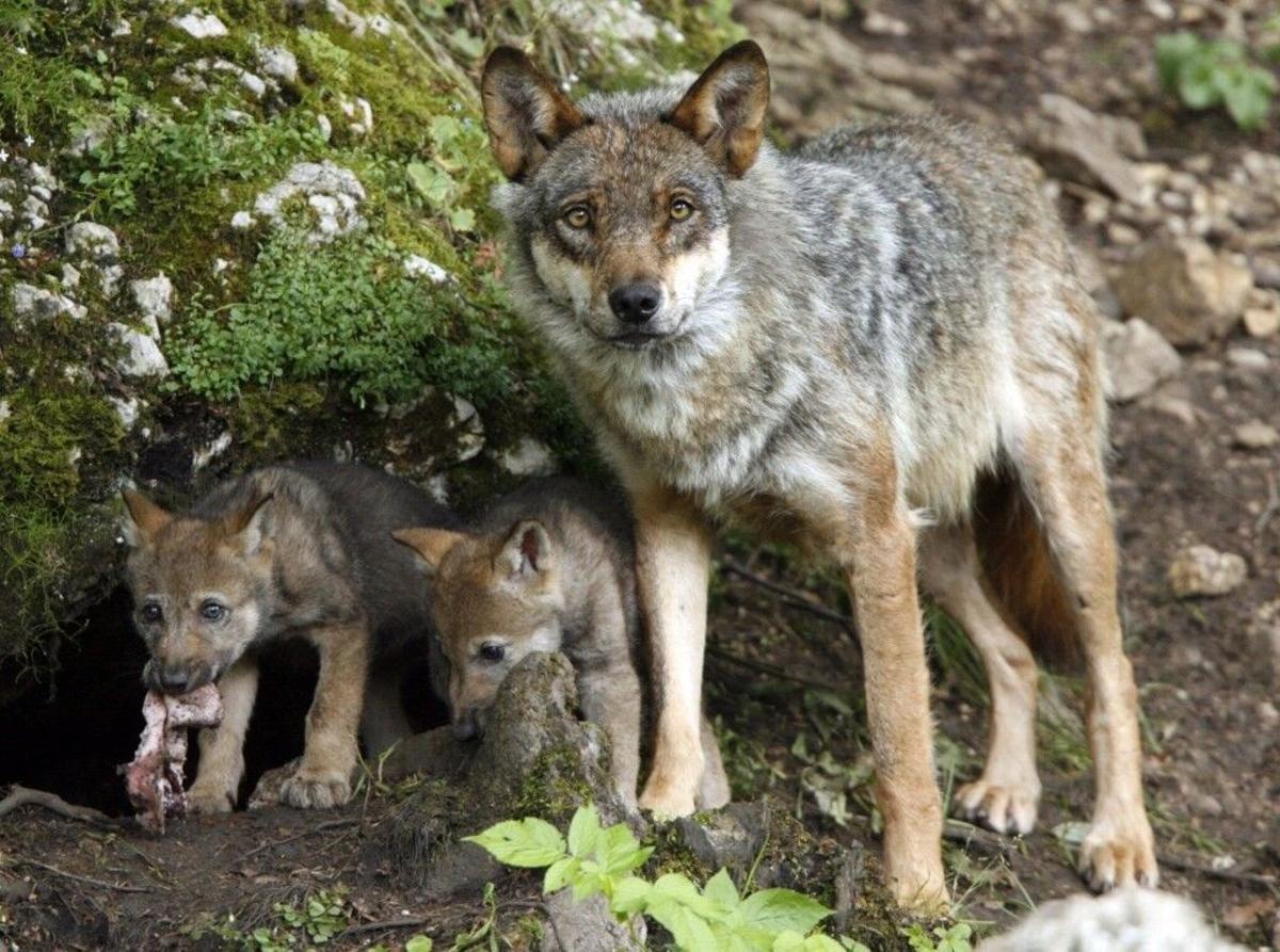 Ejemplar de lobo juntoa sus crías. 09/02/2021 Lobo ibérico. Lobos ECONOMIA ESPAÑA EUROPA CANTABRIA. CACHORROS. LOBEZNO. ANIMALES SALVAJES