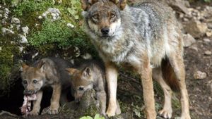 Ejemplar de lobo juntoa sus crías. 09/02/2021 Lobo ibérico. Lobos ECONOMIA ESPAÑA EUROPA CANTABRIA. CACHORROS. LOBEZNO. ANIMALES SALVAJES