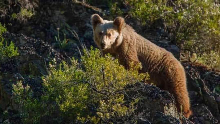 Un oso pardo, en uno de los fotogramas de &quot;Cantábrico&quot;.