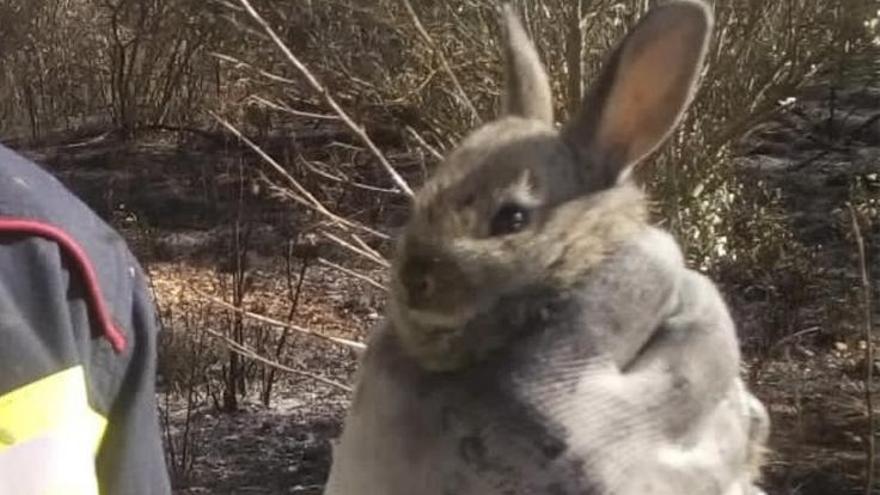 Los bomberos rescataron ayer a un conejo en una parcela en llamas.