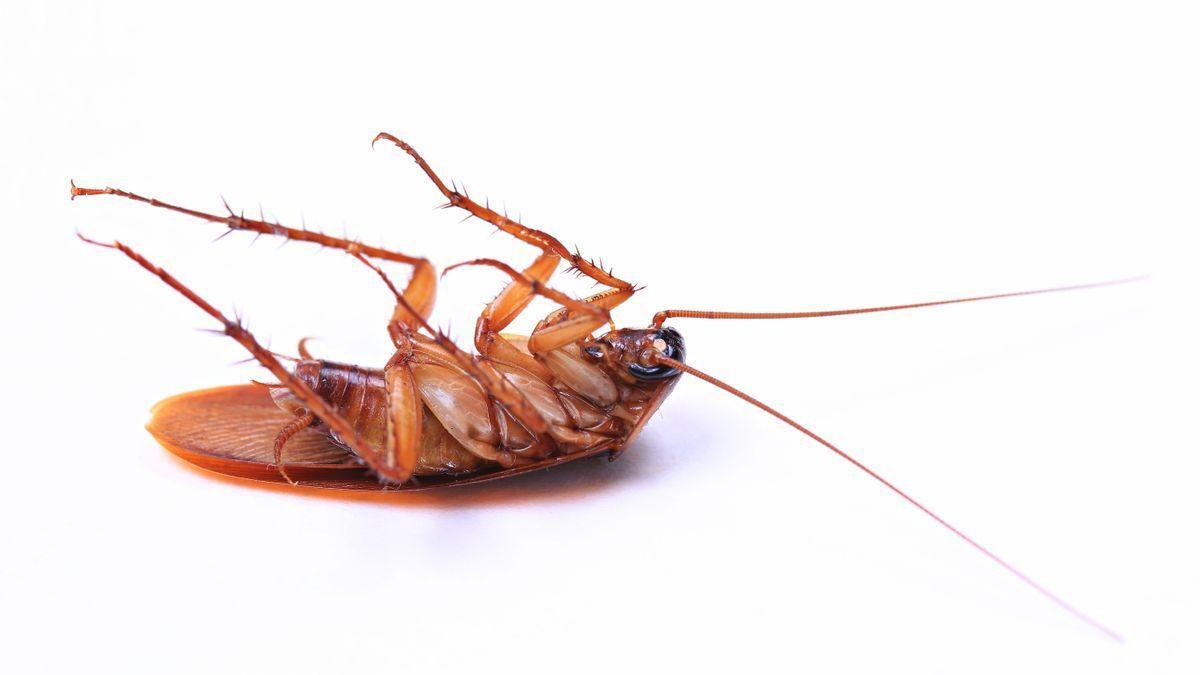 Blattodea: Cómo acabar con las cucarachas con un producto que tienes en casa