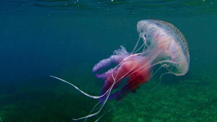 Una app para defenderse de las medusas en las playas de Alicante