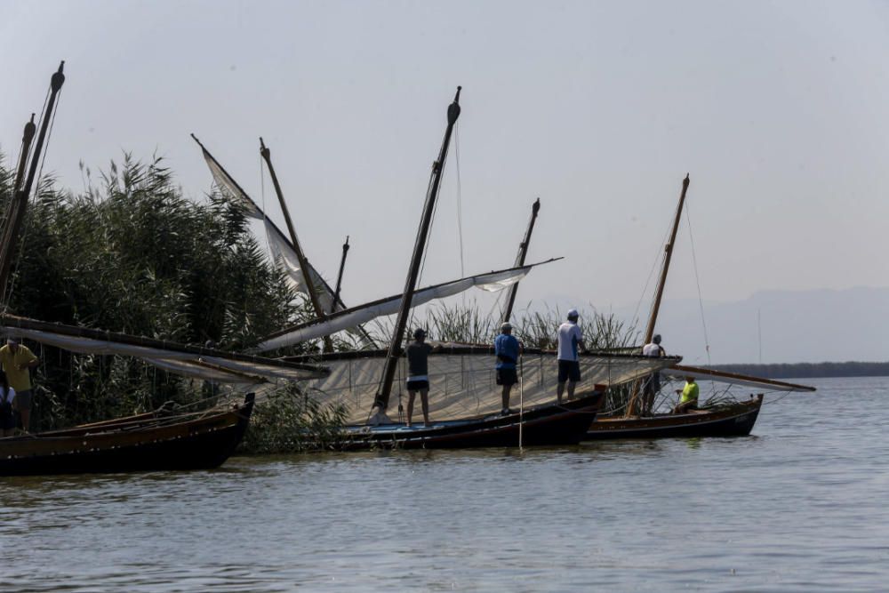 Regata-exhibición de vela latina en l'Albufera