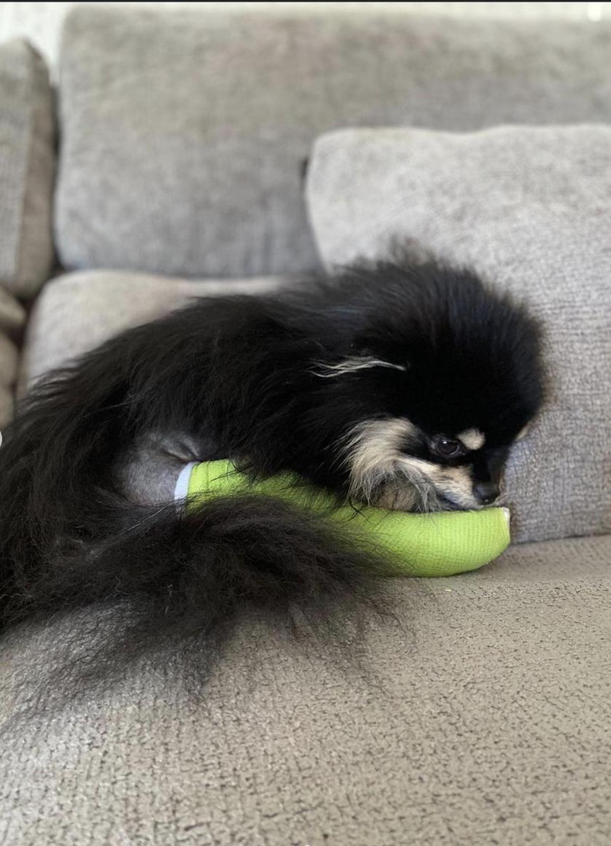 Paquito, el pomerania de Pablo Chiapella