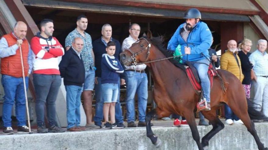 La Feira Cabalar tiene a los caballos de Pura Raza Galega como grandes protagonistas
