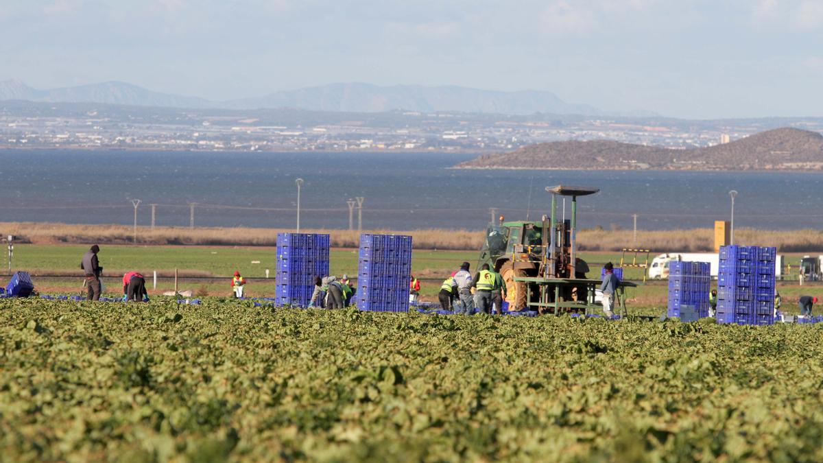 Jornaleros en una finca agrícola junto al Mar Menor