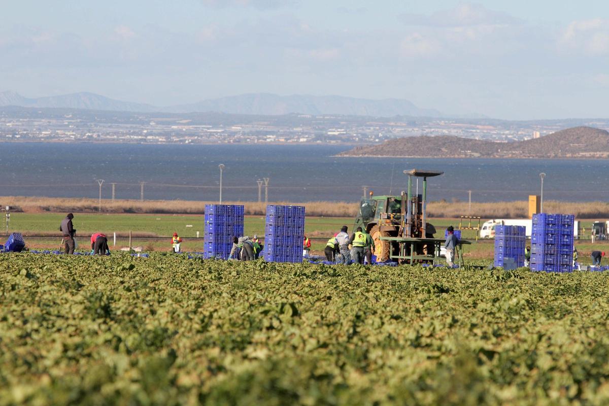 Jornaleros en una finca agrícola junto al Mar Menor. F.G. CULTIVOS MAR MENOR AGRICULTURA MAR MENOR TRABAJADORES CAMPO CARTAGENA