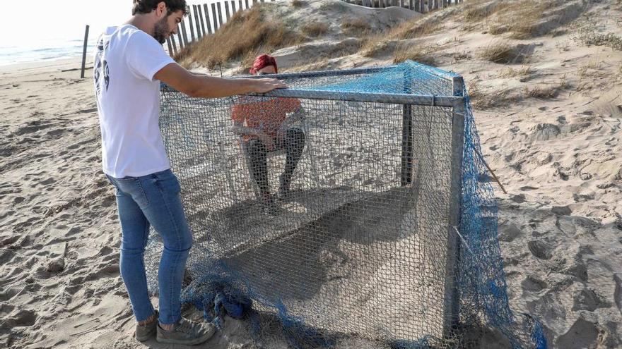 Un voluntario custodiando las tortugas en El Saler