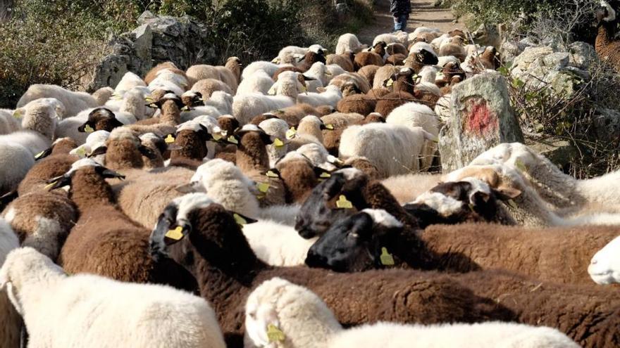 Ganadería de ovejas en extensivo.