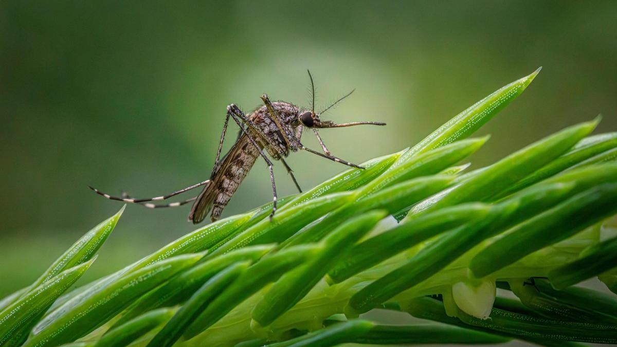 Nuevo producto que ofrece Lidl en el mercado para combatir a los mosquitos en verano