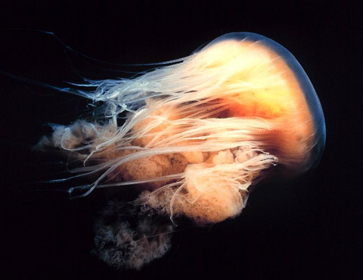 La Medusa crin de león es uno de los animales más grandes del mundo