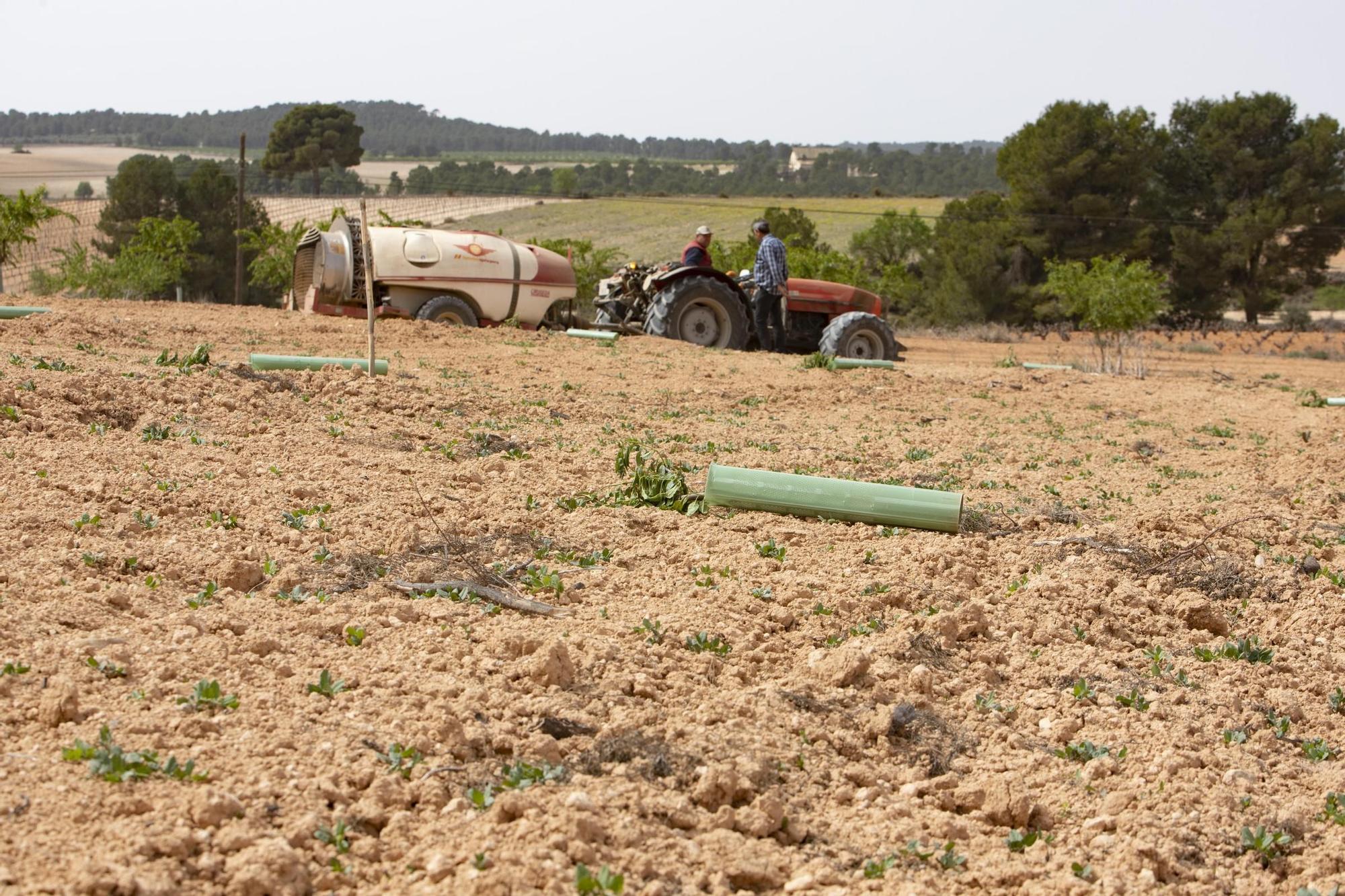 Cortan 280 plantones de almendros en un campo de la Font de la Figuera