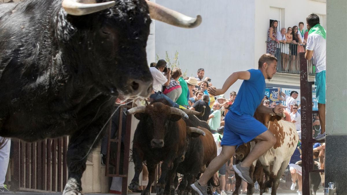 Toros de San Buenaventura.