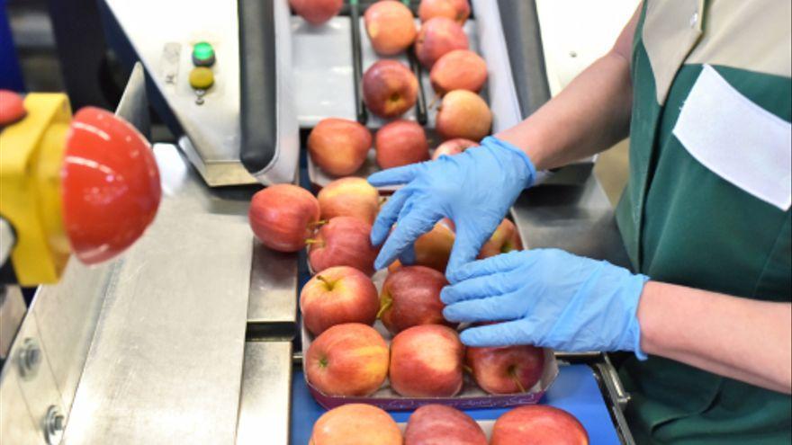 Un trabajador manipula frutas