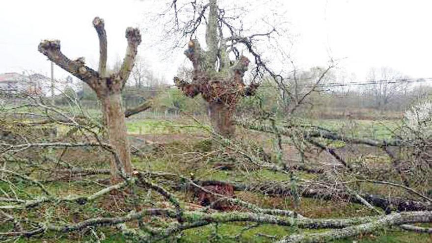 Ecologistas critican la corta de decenas de árboles en el Camiño Mozárabe -  Faro de Vigo