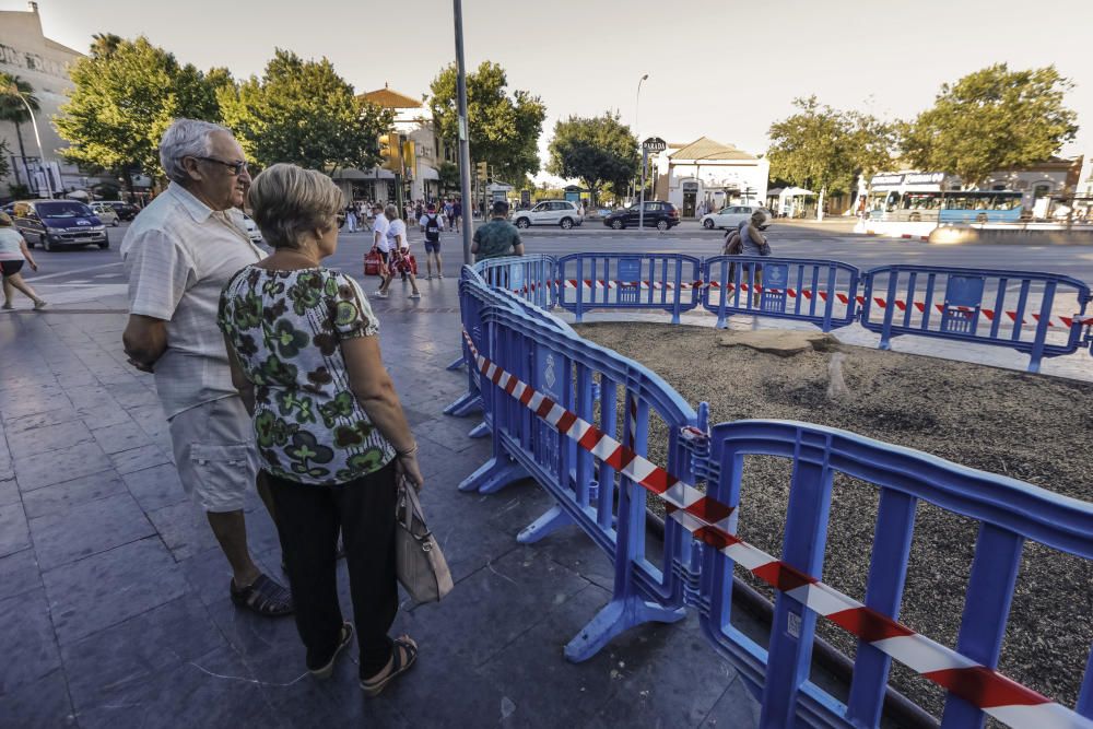 Talan un ficus de la plaza de España de Palma