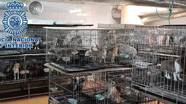 Criaderos ilegales de chihuahuas.