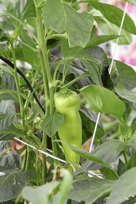 Ein Besuch bei Jaume Pou auf der Paprika-Plantage bei Inca.