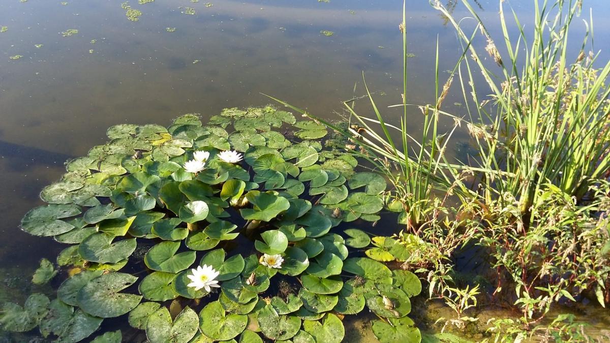 El riego de todas las zonas verdes de El Recorral se hace a través de agua regenerada