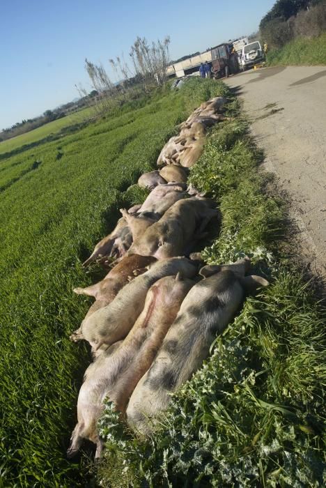 Bolca un camió amb porcs a la Tallada d'Empordà