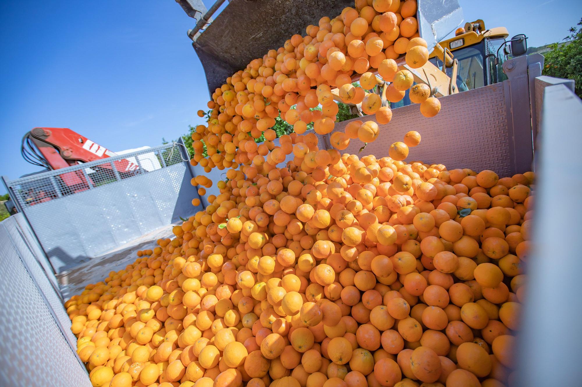 Cinco toneladas de naranjas sin salida se regalarán en la concentración contra el recorte del Tajo-Segura