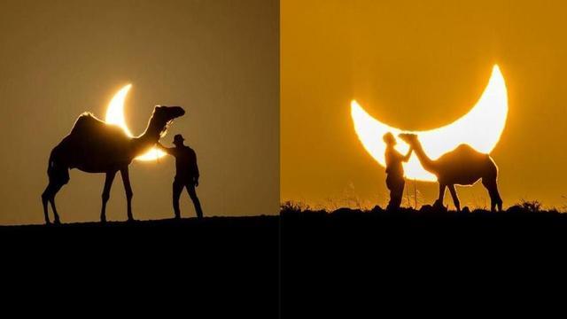 Los camellos ‘Martín’ y 'Federico' se convierten en protagonistas del eclipse solar en Canarias
