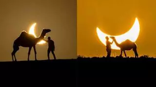 Los camellos ‘Martín’ y 'Federico' se convierten en protagonistas del eclipse solar en Canarias