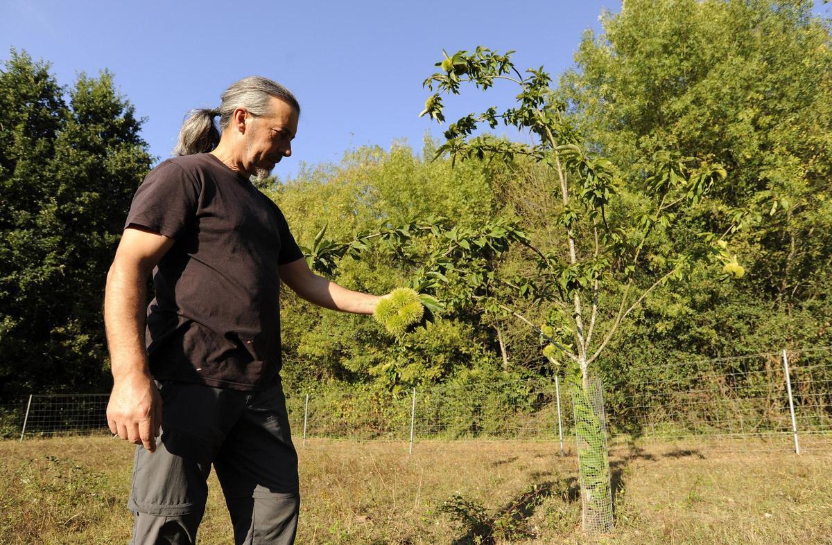 Una plantación de castaños en Merza, Vila de Cruces, en 2018.