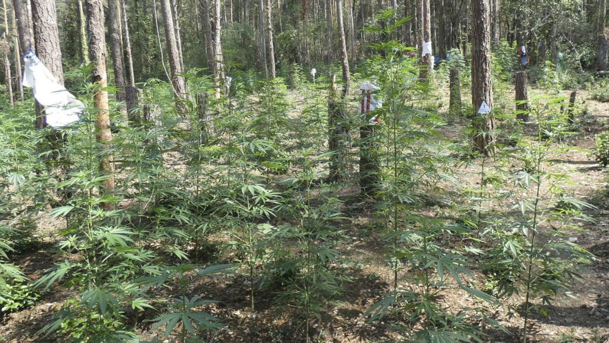 La plantació de marihuana ubicada en una zona boscos i aïllada d&#039;Albanyà | ACN
