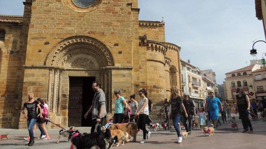 Voluntarios de una asociación animalista pasea a varios perros por las calles de Benavente.
