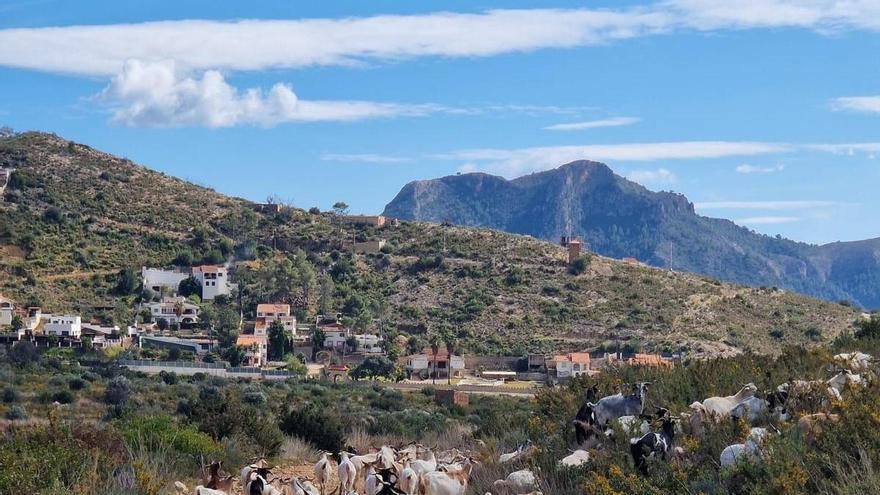 Gandia prueba con éxito la limpieza de bosque con el pastoreo de 240 cabras