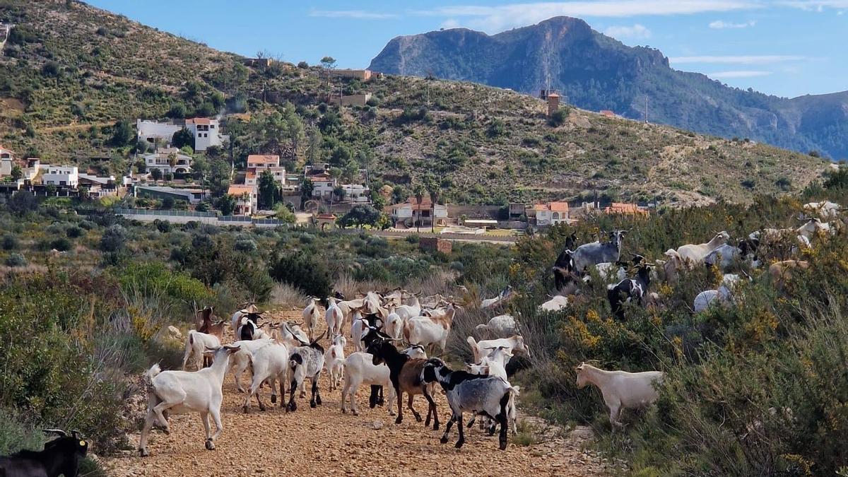 Las cabras del pastor Benito Rodilla, en el paraje Parpalló-Borrell de Gandia, la pasada semana.