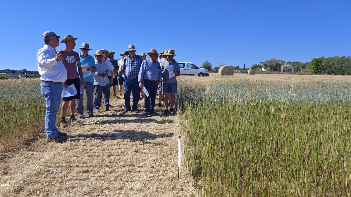 FOTOS | El campo experimental de cereales y forrajes en Maria, en imágenes