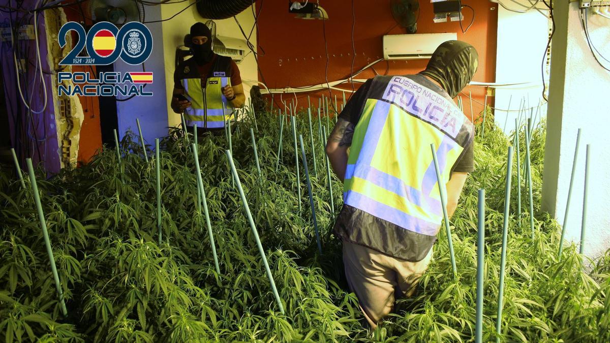 Agentes de la Policía Nacional con las plantas de marihuana incautadas.
