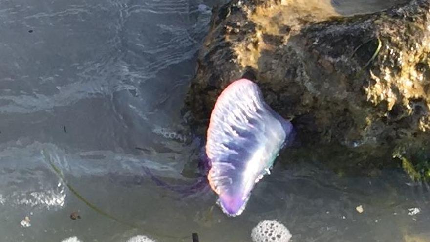 Localizan una carabela portuguesa en la playa de Moraira