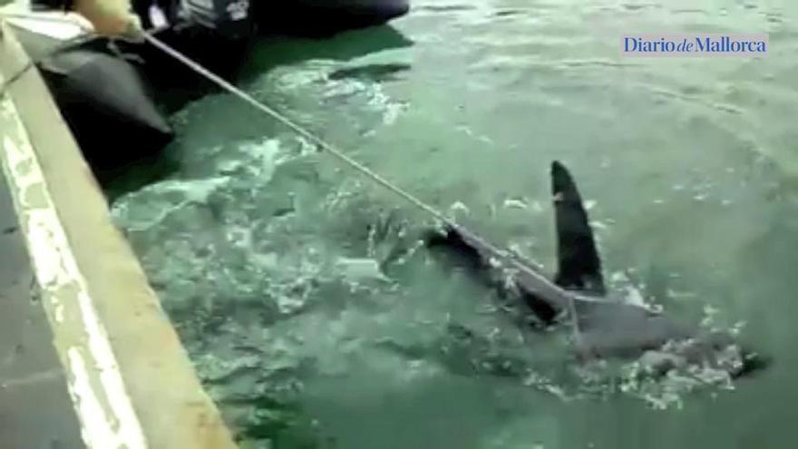 Die Guardia Civil versucht den Hai einzufangen