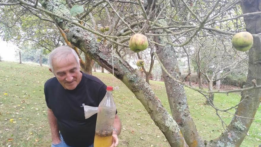Atilano Martínez, ayer, con una de las trampas contra la avispa asiática que ha instalado en su pomarada en Piniella (Siero).