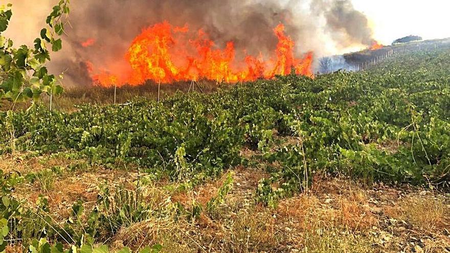 Las llamas, cerca de un viñedo en Figueruela de Abajo. | Cedida