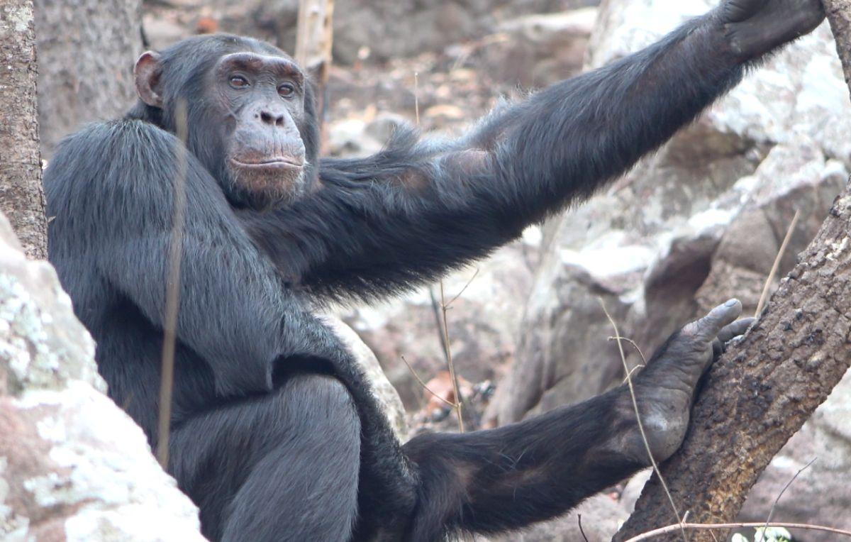 El bipedalismo, o caminar sobre dos pies, es una característica definitoria de los humanos en comparación con otros simios.