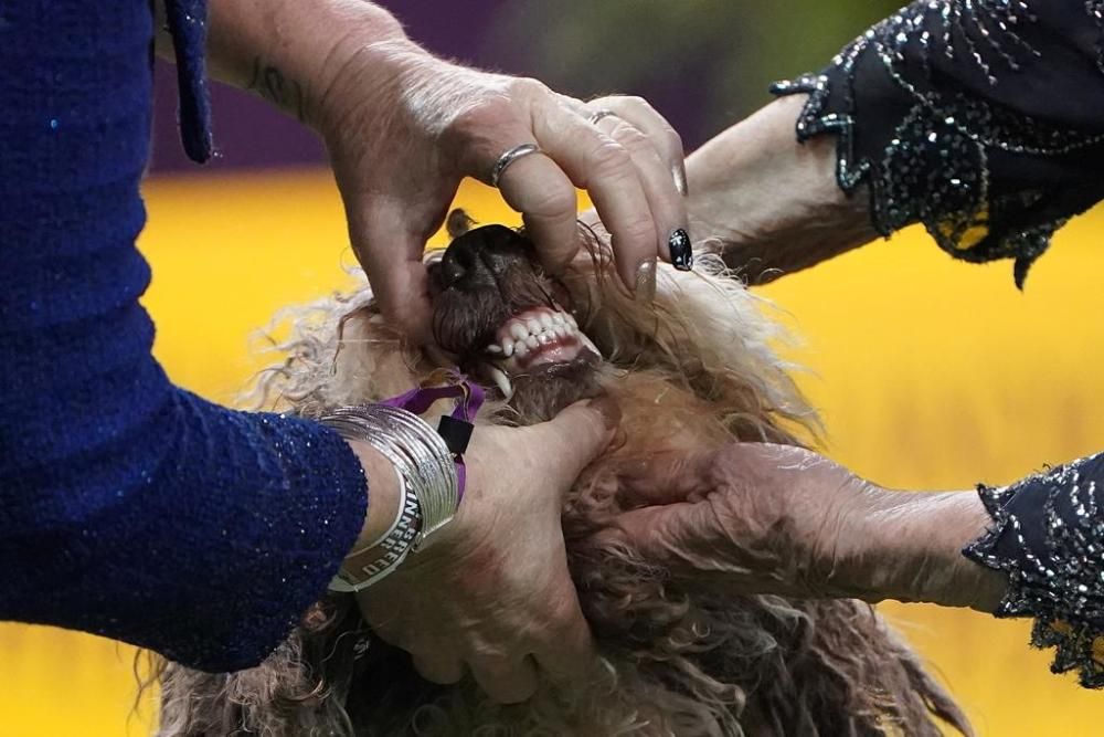 El Westminster Kennel Club, un dels shows de gossos de raça més importants del món