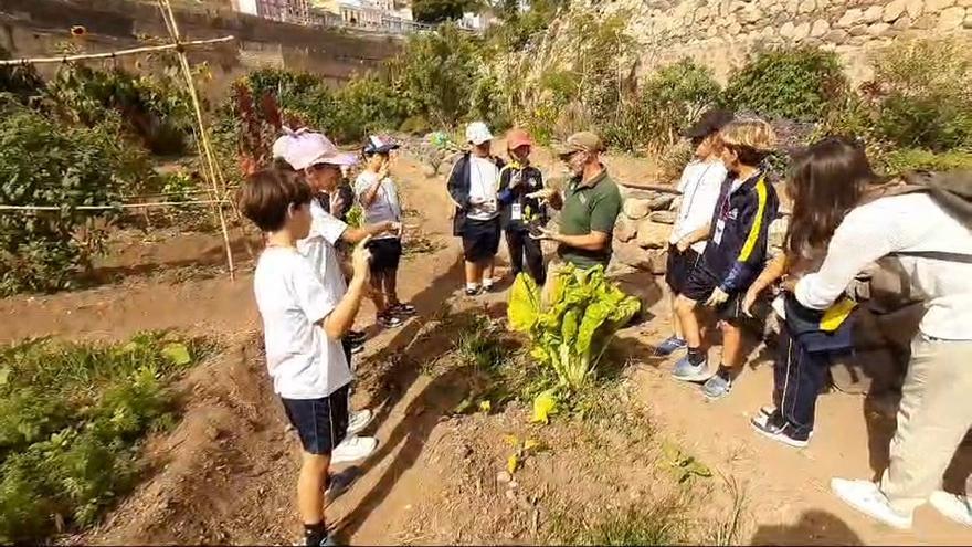 Alumnos del CEIP Fernando Guanarteme en el proyecto &#039;Huertos Escolares&#039;