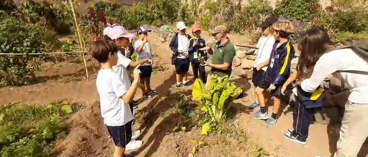Alumnos del CEIP Fernando Guanarteme en el proyecto 'Huertos Escolares'