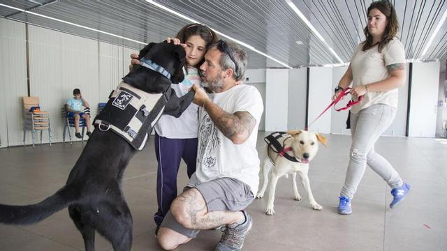 Una imagen de perros en un Centro de educación especial en Castellón.